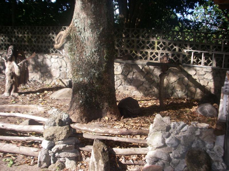 The enclosure with giant tortoises