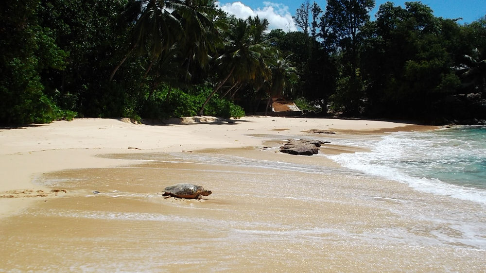 The beach with a turtle