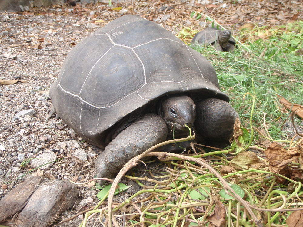 Ferienhaus Glacis - Schildkrtengehege